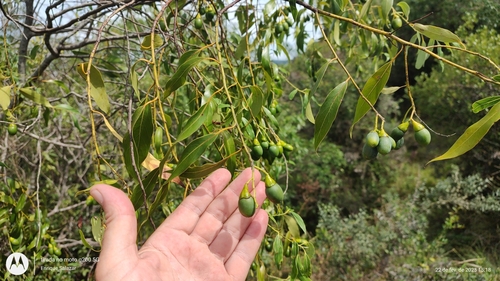 Foto de Canela-sassafrás