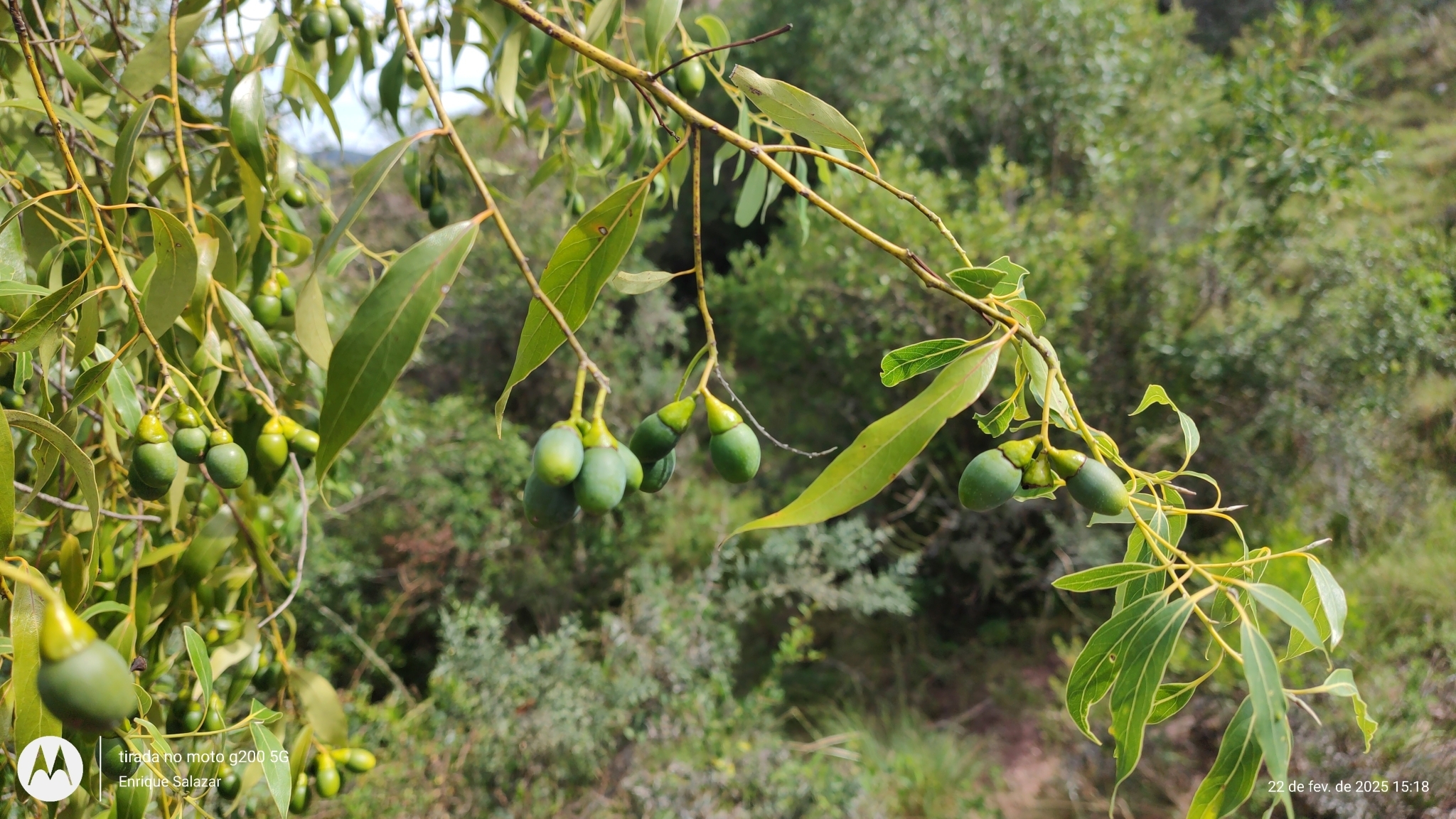 Imagem de Canela-sassafrás