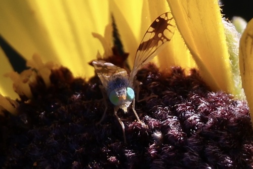 Trupanea femoralis photo 2