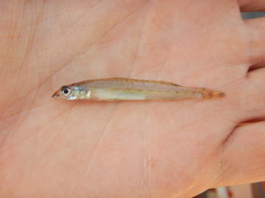Ammocrypta vivax
