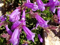 Penstemon davidsonii