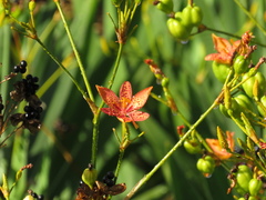 Iris domestica