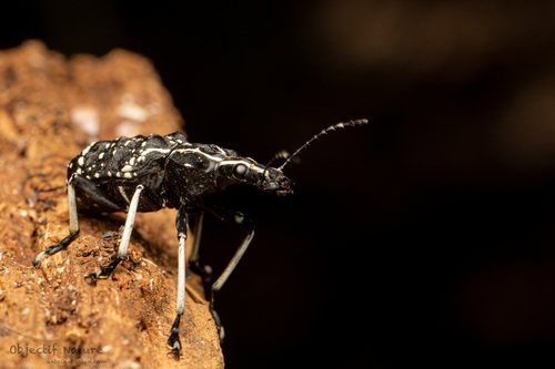 Tophoderes frenatus