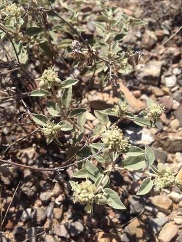 Leatherweed