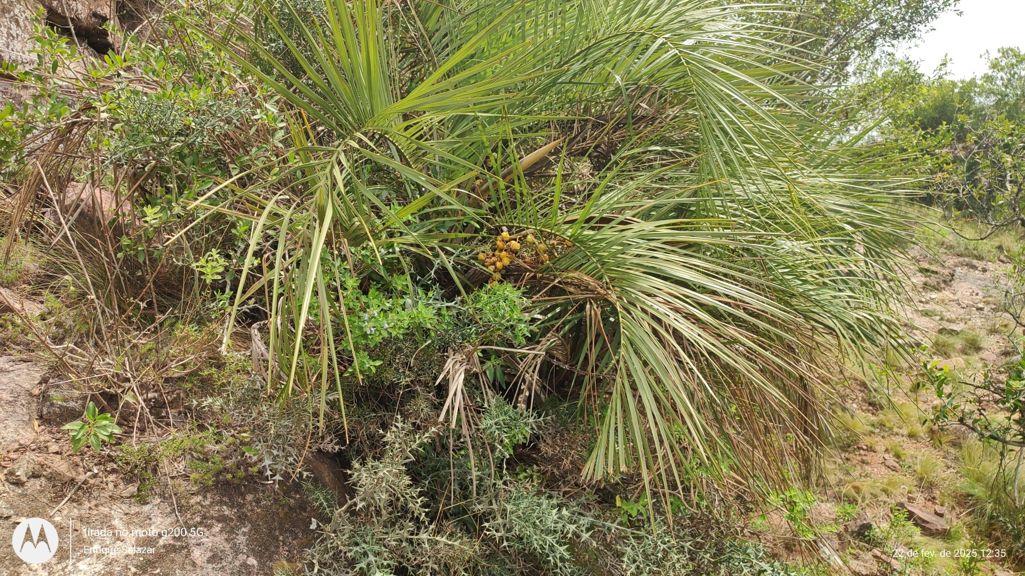 Imagem de Butiá-da-praia