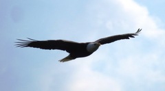 Haliaeetus leucocephalus leucocephalus