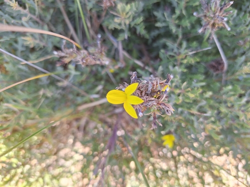 Image of Monopsis lutea by (c) Adele SL, some rights reserved (CC BY)