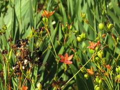 Iris domestica