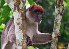 Piliocolobus tephrosceles