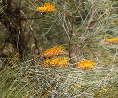 Grevillea pteridifolia