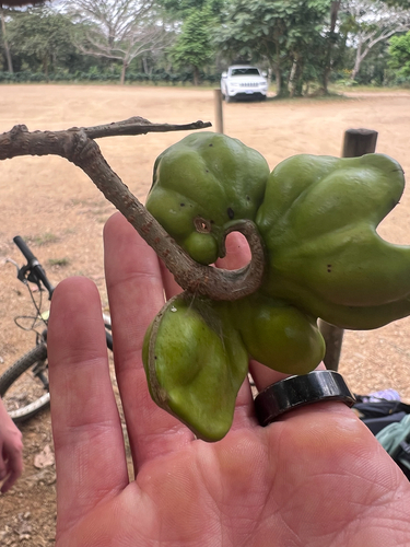 Enterolobium cyclocarpum - Whole tree