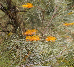 Grevillea pteridifolia