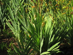 Iris domestica