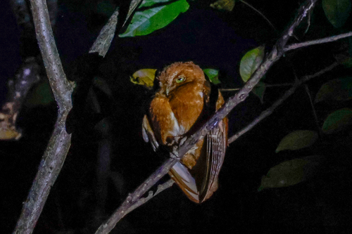Pemba Scops Owl (Otus pembaensis), photo 10