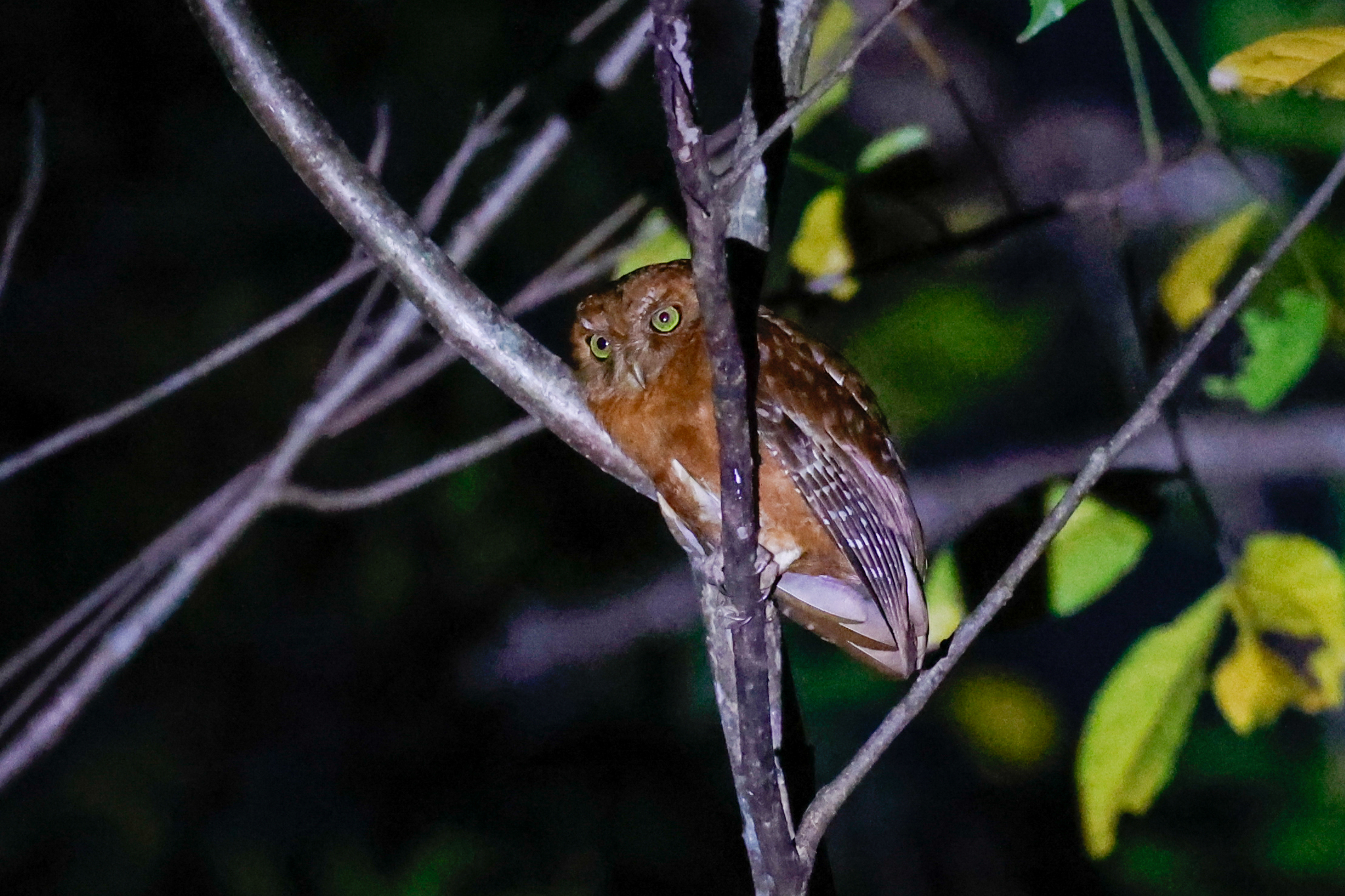 Pemba Scops Owl (Otus pembaensis), photo 5