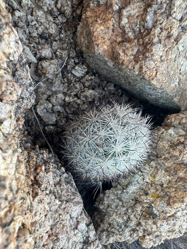 Pelecyphora alversonii
