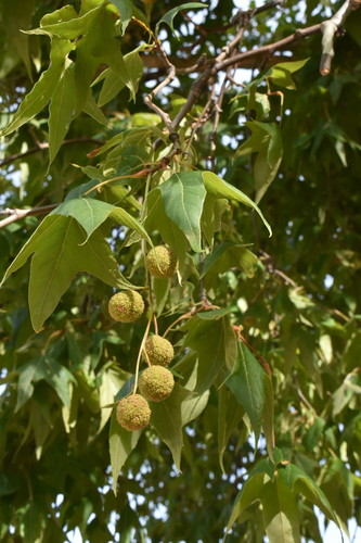 Arizona sycamore
