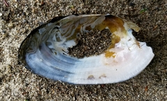 Utterbackiana implicata