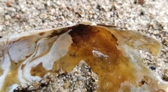 Utterbackiana implicata