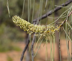 Hakea lorea