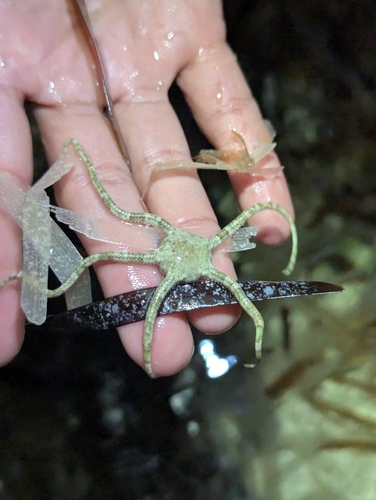 Ophioderma appressum observed 2025-02-22