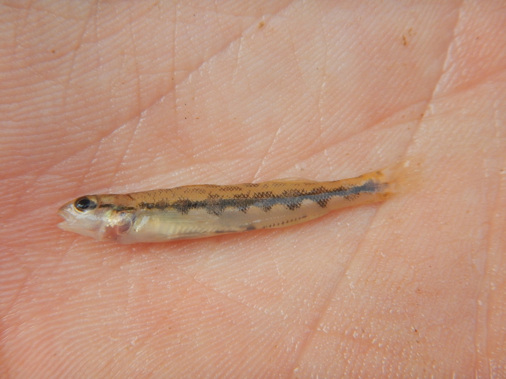 Dusky darter (Percina sciera) — Percidae