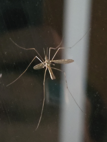 Range Crane Fly photo 5
