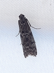 Pyla fusca