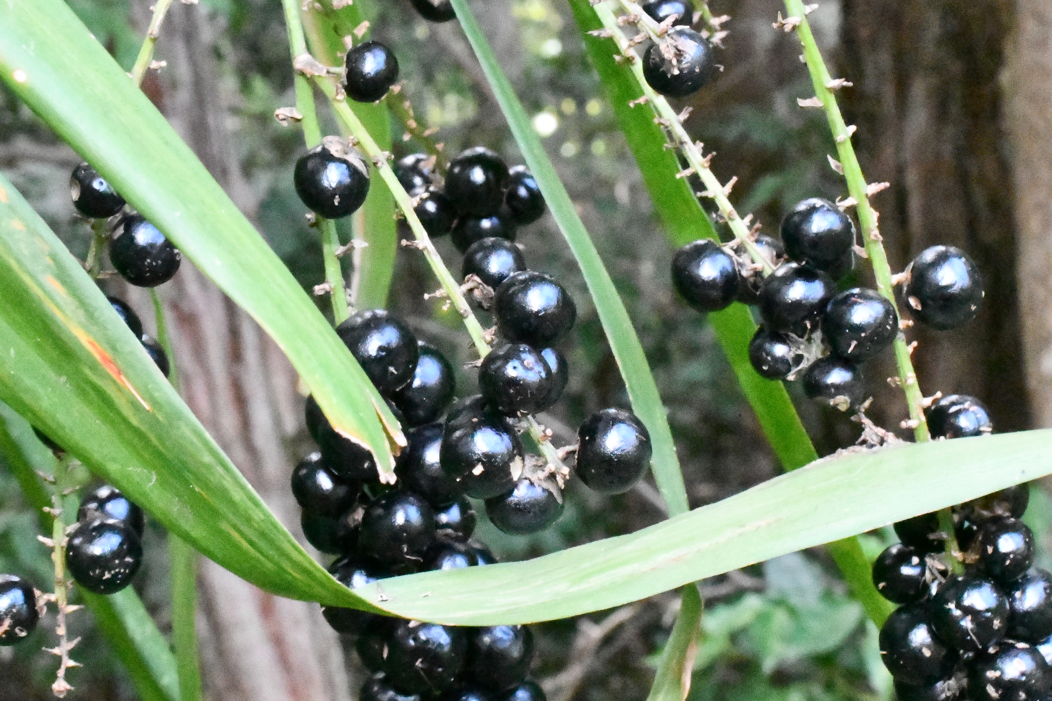 Imagem de Dracena-preta