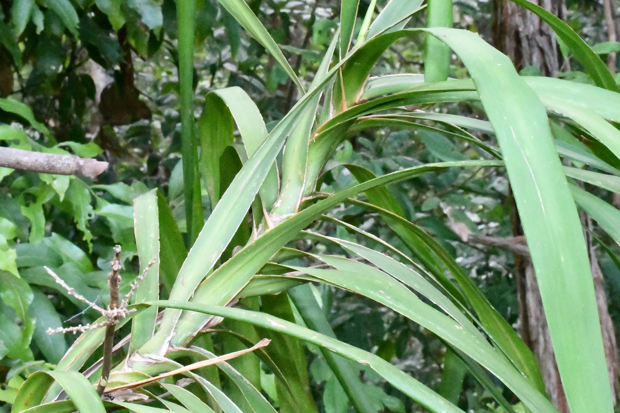 Imagem de Dracena-preta