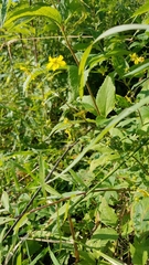 Lysimachia ciliata