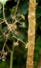 Aralia chinensis, photograph author not stated, no rights reserved