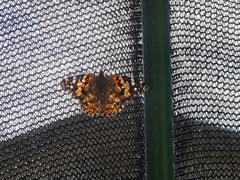 Vanessa cardui