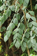 Chinese angelica tree (Aralia chinensis)