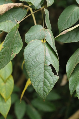 Aralia chinensis, photograph 5