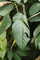 Aralia chinensis, photograph author not stated, no rights reserved