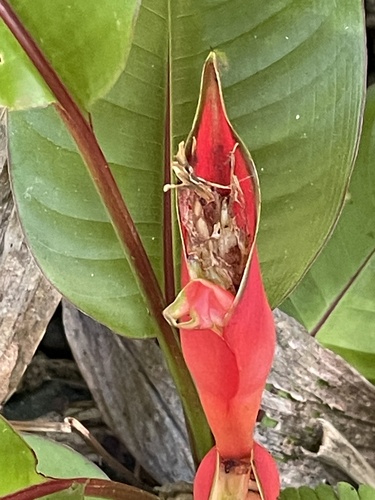 Heliconia stricta observed 2025-02-22