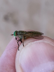 Tabanus nigrovittatus