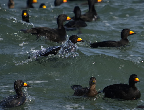 Black Scoter, photo 5 of 10