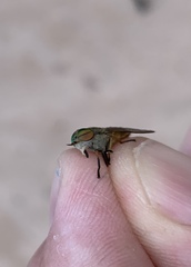 Tabanus nigrovittatus