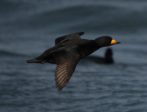 Black Scoter, photo 10 of 10