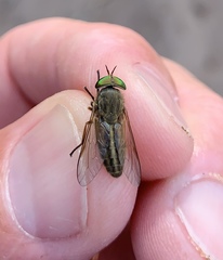 Tabanus nigrovittatus