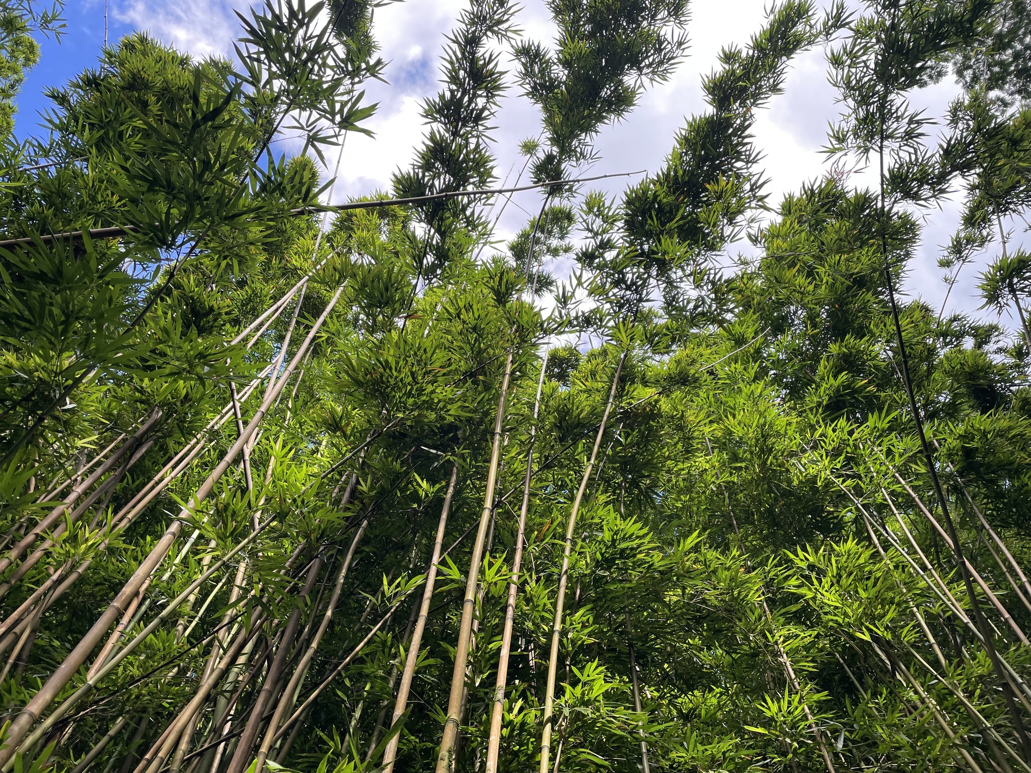 Imagem de Bambu-mossô