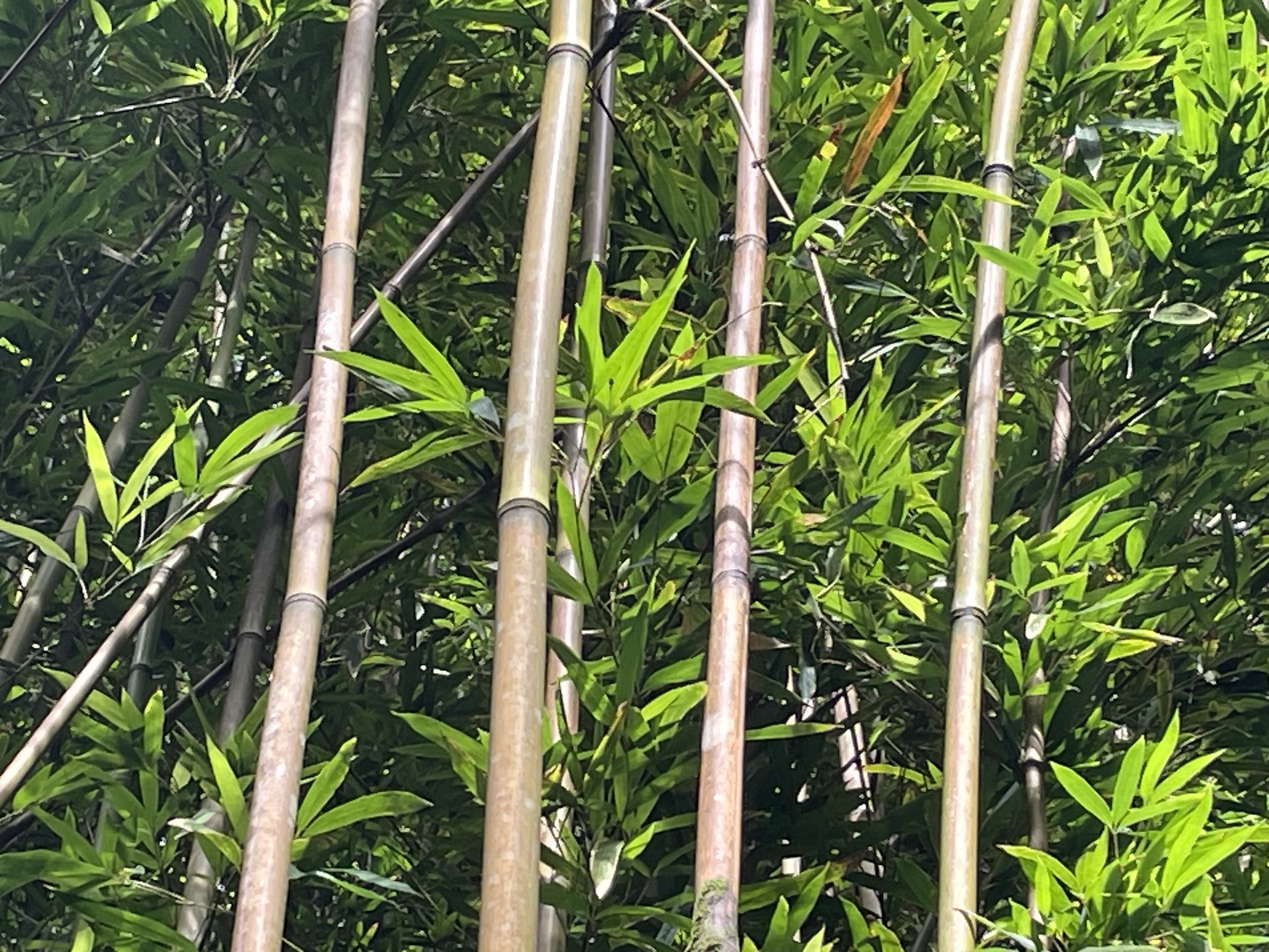 Imagem de Bambu-mossô