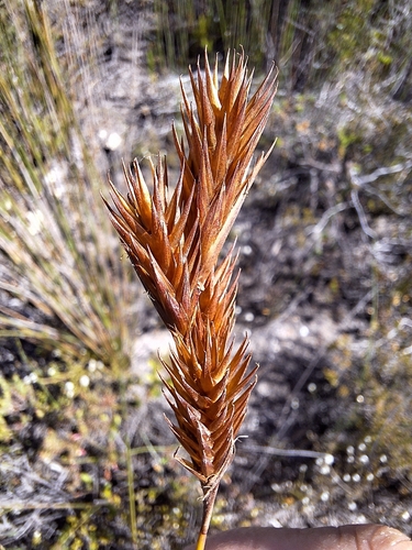 Image of Thamnochortus insignis by (c) Adele SL, some rights reserved (CC BY)