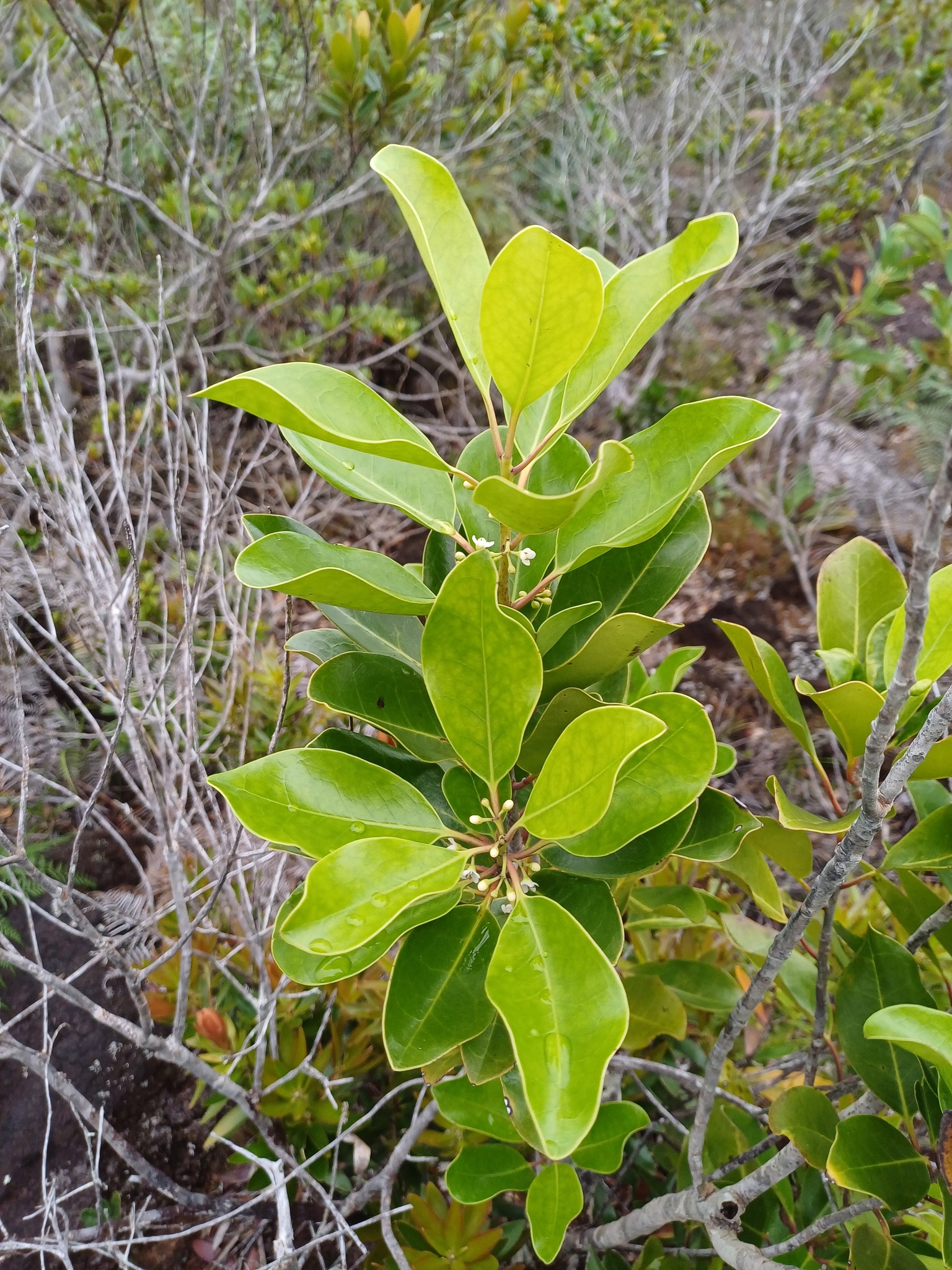 Ilex sebertii