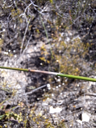 Image of Thamnochortus insignis by (c) Adele SL, some rights reserved (CC BY)