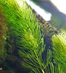 Ceratophyllum echinatum