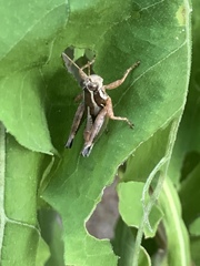 Phaedrotettix