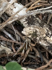 Phaedrotettix